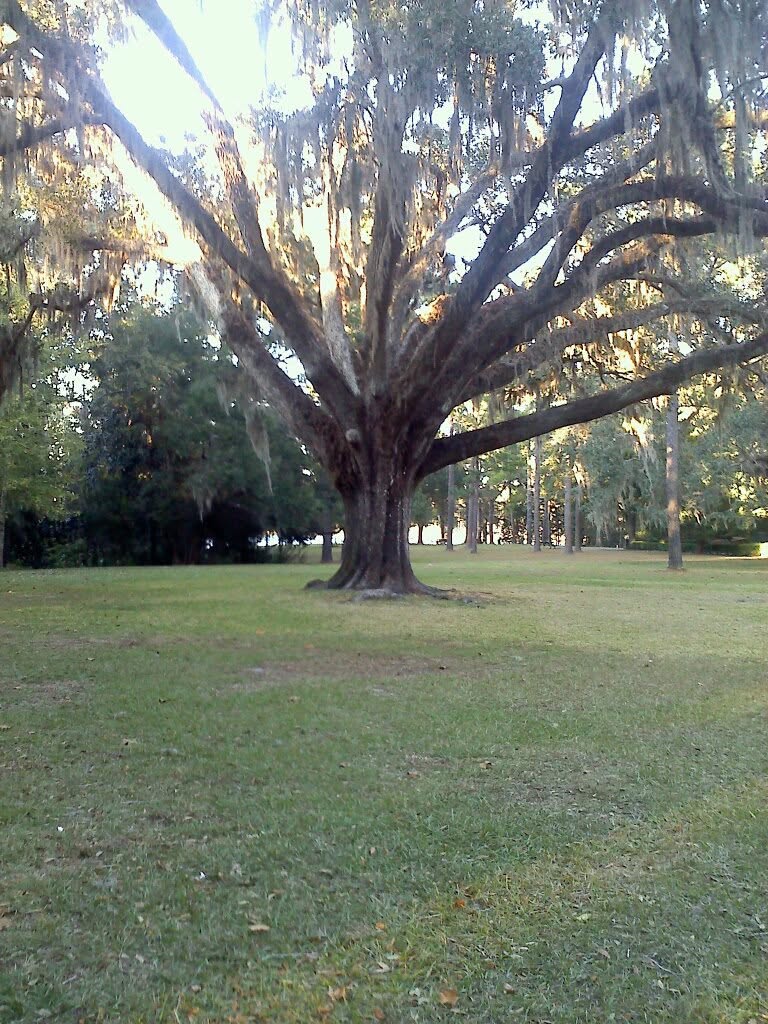 The Wedding Tree, a live oak said to be six hundred years old, at Eden Gardens State Park